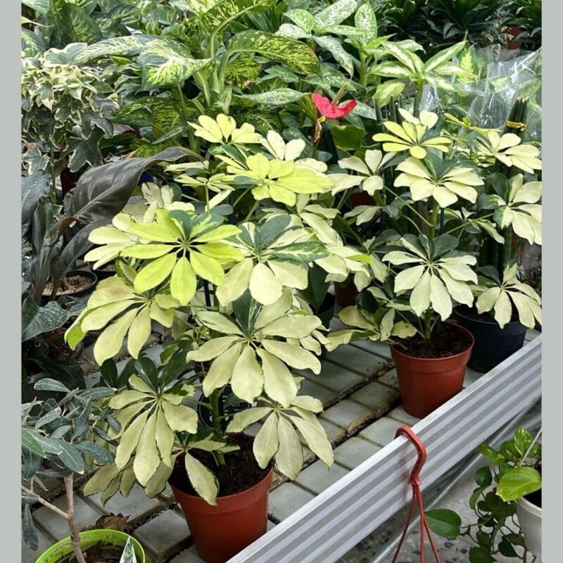 Schefflera arboricola Melanie - Dwarf
Umbrella Tree - Image 3