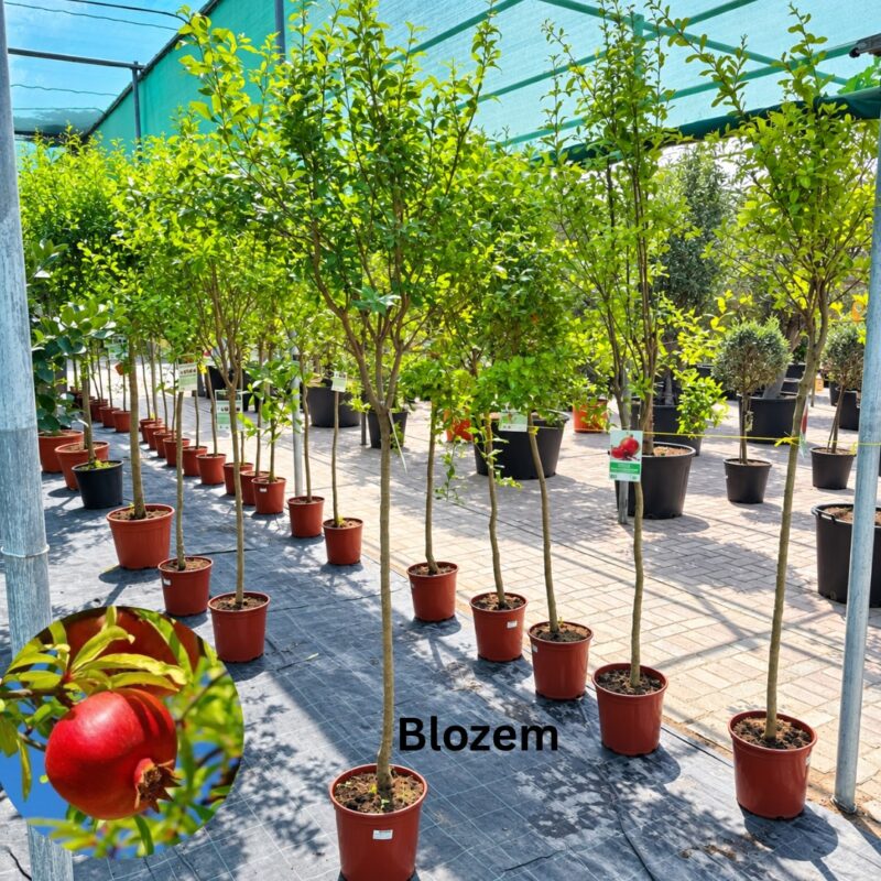 Pomegranate Plant-
Punica Granatum
Big Size