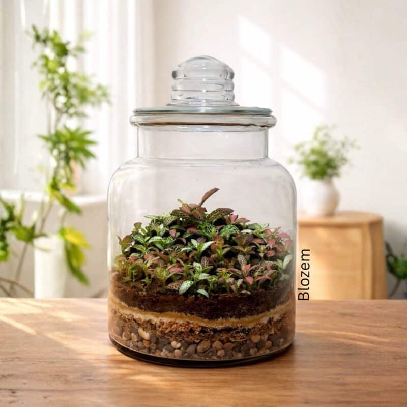 Fittonia Glob Closed Terrarium