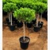 Ficus Daniella - Image 2