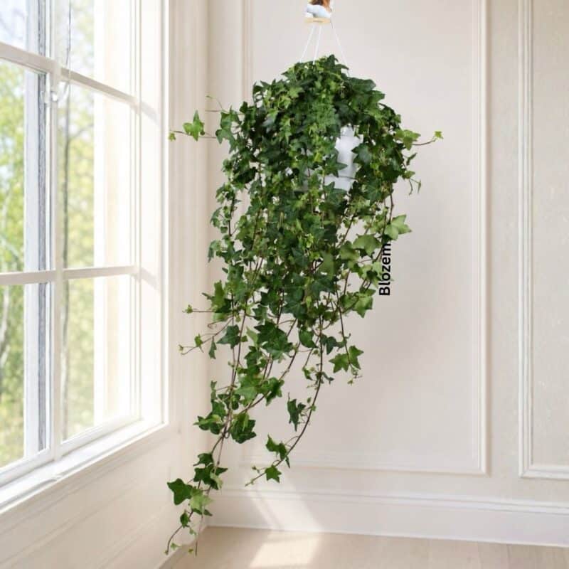 English Ivy-Hedera helix Pittsburgh
Big Size