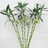 Lucky Bamboo Stick in Glass Vase – Bamboo Plant 100cm-
Vase 40cm - Image 2