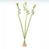 Lucky Bamboo Stick in Glass Vase – Bamboo Plant 100cm-
Vase 40cm