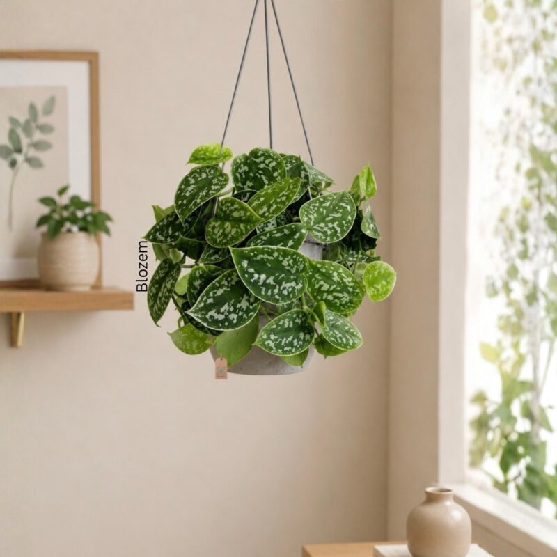 Satin Pothos-Epipremnum pictum Argyraeus- Hanging