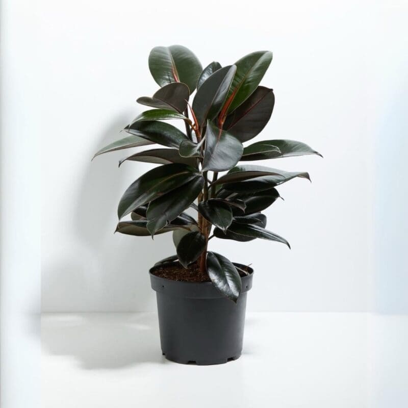 Ficus elastica Abidjan - Burgundy Rubber
Plant -
2 Stem(60 cm) - Image 3