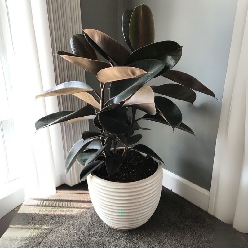 Ficus elastica Abidjan - Burgundy Rubber
Plant -3 Stem
55cm