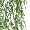 Hoya linearis - Linear Porcelain Plant
Big Size - Image 4
