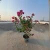 Bougainvillea Pink -
Big Size - Image 2