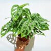 Monstera Monkey Mask - Image 2