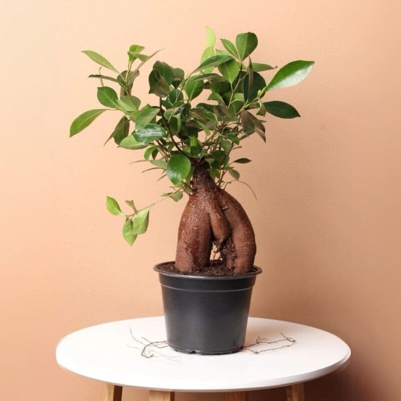 Ficus Ginseng Bonsai