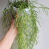 Hoya linearis - Linear Porcelain Plant
Big Size - Image 2