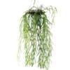 Hoya linearis - Linear Porcelain Plant
Big Size - Image 3