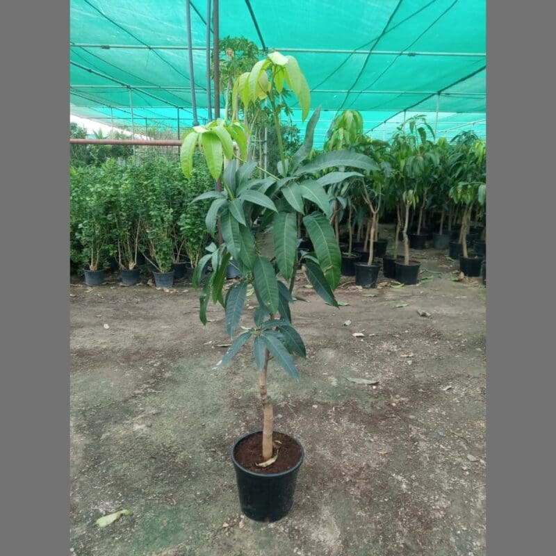 Mango Tree China
Big Size - Image 3