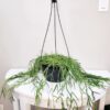 Hoya linearis - Linear Porcelain Plant
Big Size