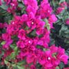 Bougainvillea Pink -
Big Size - Image 3