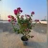 Bougainvillea Pink -
Big Size