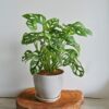 Monstera Monkey Mask