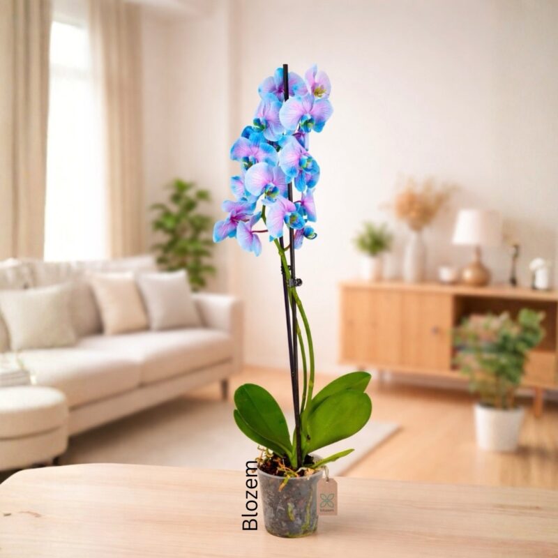 Macaroon Cocktail Phalaenopsis