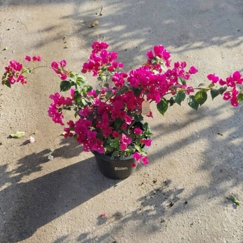 Bougainvillea Dark Pink Bushy
Bushy