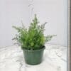 Sprengeri Asparagus Fern Hanging
