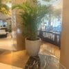 Potted Large Areca Palm (200cm)
With Large Fiber Pot