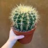Echinocactus grusonii