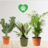 Bushier Pet-Friendly Plants Bundle 
(3 plants) - Image 2