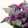 Gynura Aurantiaca 'Purple Velvet' - Image 2