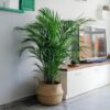 Areca Palm
110cm - Image 3