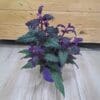 Gynura Aurantiaca 'Purple Velvet'