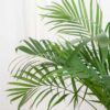 Potted Large Areca Palm (200cm)
With Large Fiber Pot - Image 2