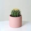 Echinocactus grusonii - Image 2