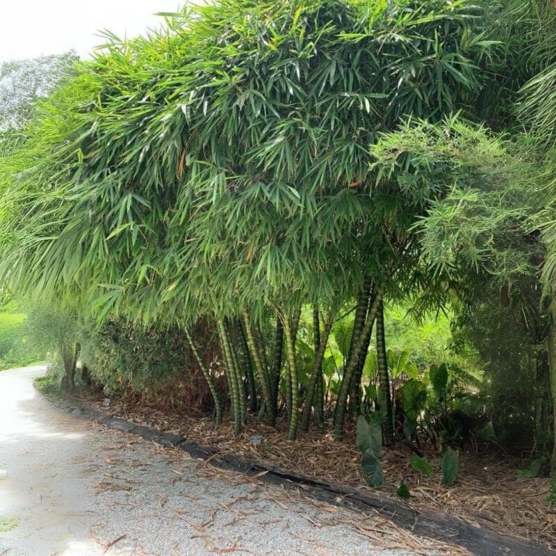 Buddha Bamboo - Bambusa Ventricosa 
Big Size - Image 3
