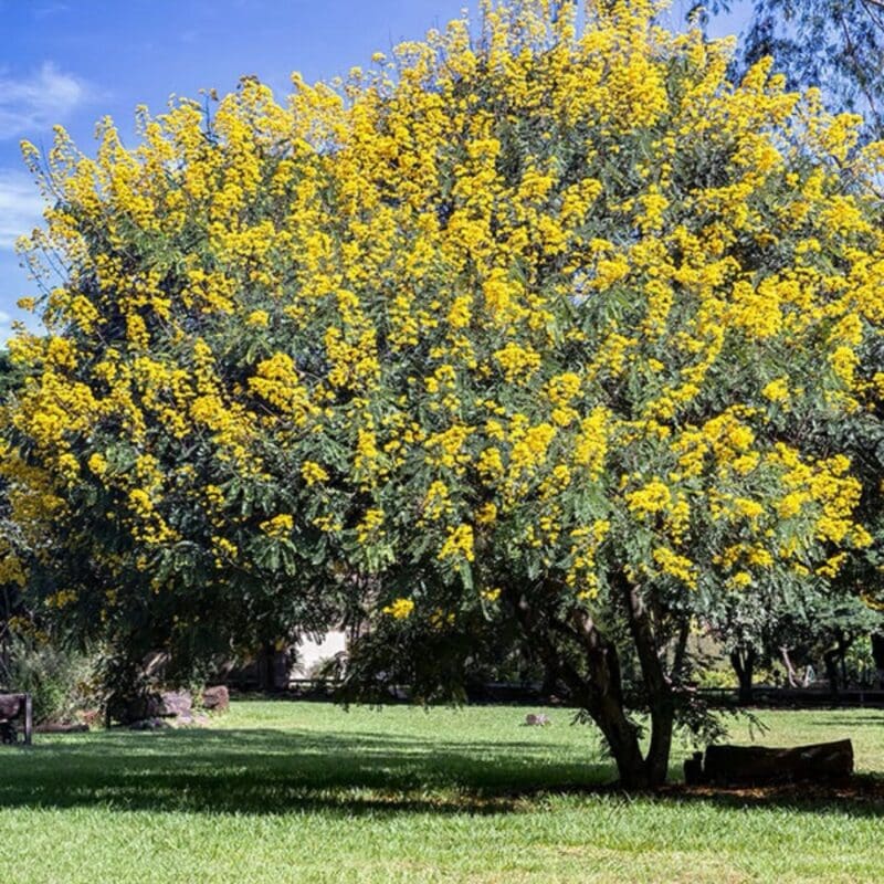 Cassia Glauca - Image 3