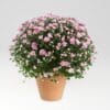 Chrysanthemum ‘Jasoda Dark Pink'
Ball Shape-Big