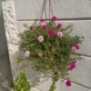 Portulaca Grandiflora Mixed Flowers
Hanging