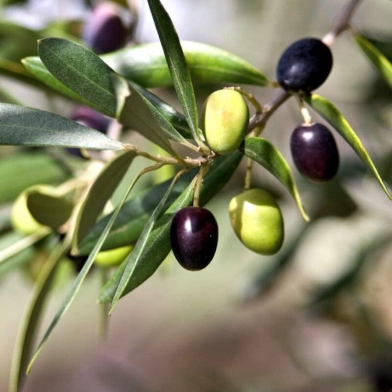 Olive Tree  Bushy | Olea Europea
Big Size - Image 4