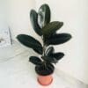 Ficus elastica Abidjan – Burgundy Rubber Plant - Image 2