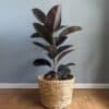 Ficus elastica Abidjan – Burgundy Rubber Plant