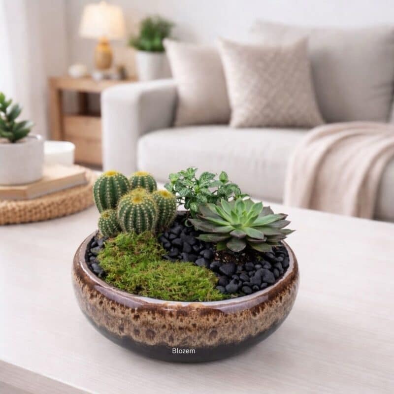 Potted Cacti + Succulent Garden