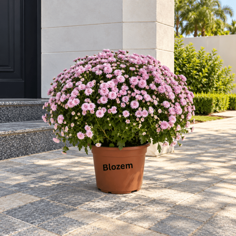 Chrysanthemum ‘Jasoda Dark Pink'
Ball Shape-Big