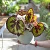 Begonia masoniana 'Rock' - Image 5