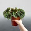 Begonia masoniana 'Rock'