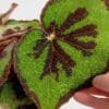 Begonia masoniana 'Rock' - Image 4