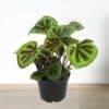 Begonia masoniana 'Rock' - Image 3