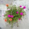 Portulaca Grandiflora Mixed Flowers
Hanging - Image 2