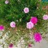 Portulaca Grandiflora Mixed Flowers
Hanging - Image 3
