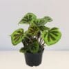 Begonia masoniana 'Rock' - Image 2