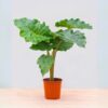 Alocasia Portodora Upright Elephant Ear