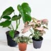 The Luscious Trinity Indoor Bundle